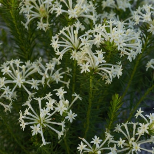 Gnidia pinifolia